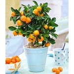 40 /Bag Bonsai Orange Tree Seeds Organic Fruit Tree Seeds For flower pot planters very big and delicious