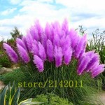 400pcs/bag pampas garss,pampas seeds,pampas grass plant,Ornamental Plant Flowers Cortaderia Selloana Grass Seeds for home garden