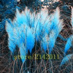 400pcs/bag pampas garss,pampas seeds,pampas grass plant,Ornamental Plant Flowers Cortaderia Selloana Grass Seeds for home garden