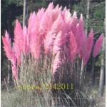 400pcs/bag pampas garss,pampas seeds,pampas grass plant,Ornamental Plant Flowers Cortaderia Selloana Grass Seeds for home garden