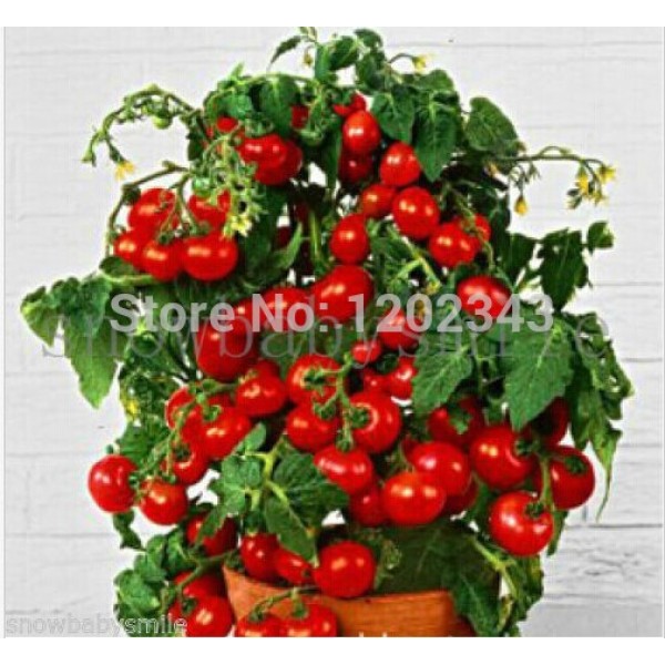 50+ Bonsai Tomato seeds Mini Cherry Potted Sweet Fruit Vegetable Organic Fresh