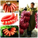 50 Particles Potted Banana Melon Seeds Beautiful Garden Bonsai Plants Golden Elongated Pumpkin Original Package Seed Vegetables