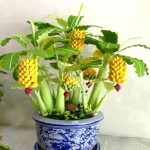 50 Particles Potted Banana Melon Seeds Beautiful Garden Bonsai Plants Golden Elongated Pumpkin Original Package Seed Vegetables