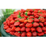 500 pcs climbing strawberry seeds Climbing Red Strawberry Seeds With SALUBRIOUS TASTE * NON-GMO Strawberry Mount Everest* EDIBLE