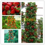 500 pcs climbing strawberry seeds Climbing Red Strawberry Seeds With SALUBRIOUS TASTE * NON-GMO Strawberry Mount Everest* EDIBLE