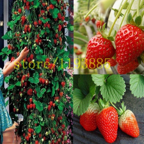 500 pcs climbing strawberry seeds Climbing Red Strawberry Seeds With SALUBRIOUS TASTE * NON-GMO Strawberry Mount Everest* EDIBLE