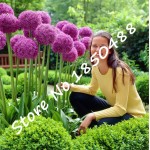 50pcs Purple Giant Allium Giganteum GLOBEMASTER Beautiful Flower Seeds the Budding Rate 95% Garden Plant For Kids Gift