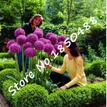 50pcs Purple Giant Allium Giganteum GLOBEMASTER Beautiful Flower Seeds the Budding Rate 95% Garden Plant For Kids Gift