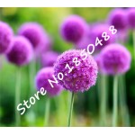 50pcs Purple Giant Allium Giganteum GLOBEMASTER Beautiful Flower Seeds the Budding Rate 95% Garden Plant For Kids Gift