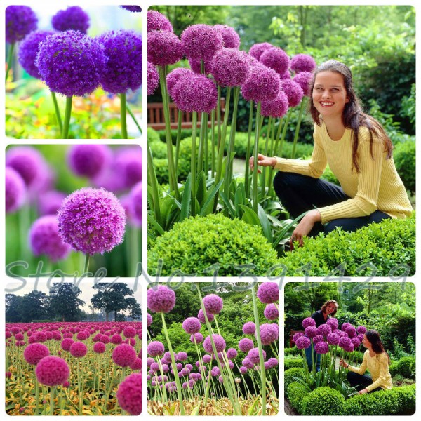 50pcs Purple Giant Allium Giganteum GLOBEMASTER Beautiful Flower Seeds the Budding Rate 95% Garden Plant For Kids Gift