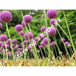 50pcs Purple Giant Allium Giganteum GLOBEMASTER Beautiful Flower Seeds the Budding Rate 95% Garden Plant For Kids Gift