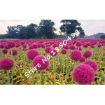 50pcs Purple Giant Allium Giganteum GLOBEMASTER Beautiful Flower Seeds the Budding Rate 95% Garden Plant For Kids Gift