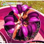 50pcs promotion!!! Blue Dionaea Muscipula Giant Clip Venus Flytrap Seeds Bonsai Plants Very Easy Grow Flower Seeds Free Shipping