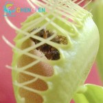 50pcs promotion!!! Blue Dionaea Muscipula Giant Clip Venus Flytrap Seeds Bonsai Plants Very Easy Grow Flower Seeds Free Shipping