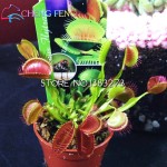 50pcs promotion!!! Blue Dionaea Muscipula Giant Clip Venus Flytrap Seeds Bonsai Plants Very Easy Grow Flower Seeds Free Shipping