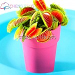 50pcs promotion!!! Blue Dionaea Muscipula Giant Clip Venus Flytrap Seeds Bonsai Plants Very Easy Grow Flower Seeds Free Shipping