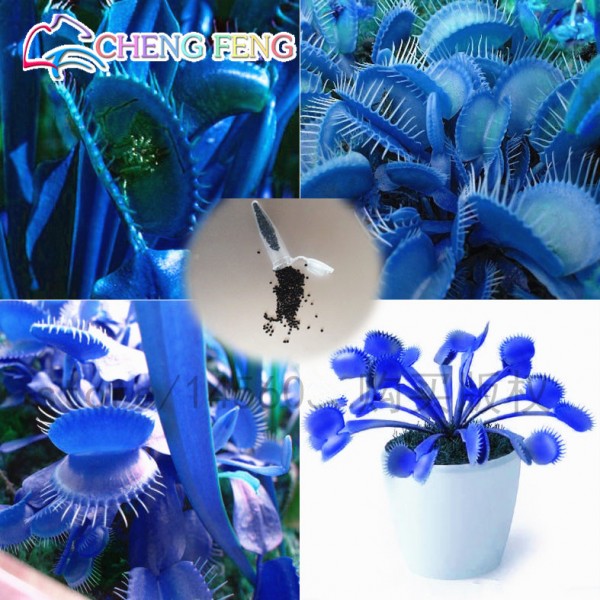 50pcs promotion!!! Blue Dionaea Muscipula Giant Clip Venus Flytrap Seeds Bonsai Plants Very Easy Grow Flower Seeds Free Shipping