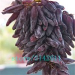 50pcs/bag Rare finger grape seeds,Advanced fruit seeds,Natural growth grapes Delicious bonsai potted plants for home garden