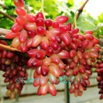 50pcs/bag Rare finger grape seeds,Advanced fruit seeds,Natural growth grapes Delicious bonsai potted plants for home garden