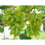 50pcs/bag Rare finger grape seeds,Advanced fruit seeds,Natural growth grapes Delicious bonsai potted plants for home garden