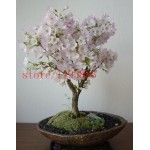 6 colors japanese sakura seeds 2015 new seeds Cherry Blossoms Seeds Japanese Cherry Cerasus Yedoensis Biji, Bonsai Flower Seeds