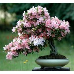 6 colors japanese sakura seeds 2015 new seeds Cherry Blossoms Seeds Japanese Cherry Cerasus Yedoensis Biji, Bonsai Flower Seeds