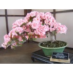 6 colors japanese sakura seeds 2015 new seeds Cherry Blossoms Seeds Japanese Cherry Cerasus Yedoensis Biji, Bonsai Flower Seeds