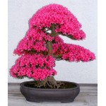 6 colors japanese sakura seeds 2015 new seeds Cherry Blossoms Seeds Japanese Cherry Cerasus Yedoensis Biji, Bonsai Flower Seeds