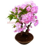 6 colors japanese sakura seeds 2015 new seeds Cherry Blossoms Seeds Japanese Cherry Cerasus Yedoensis Biji, Bonsai Flower Seeds