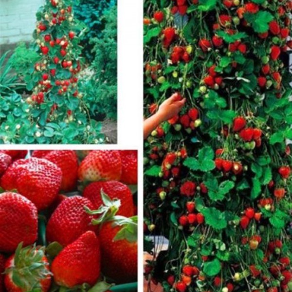 800pcs Strawberry seeds 2016 new red giant  Climbing Strawberry Fruit Plant Seeds for  Home Garden planting
