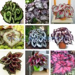 9 colors 30PCS Beautiful Begonia flower seeds flowers potted bonsai garden courtyard balcony Coleus seeds