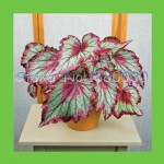 9 colors 30PCS Beautiful Begonia flower seeds flowers potted bonsai garden courtyard balcony Coleus seeds