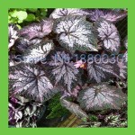 9 colors 30PCS Beautiful Begonia flower seeds flowers potted bonsai garden courtyard balcony Coleus seeds