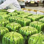 A Package 50 Pieces Seeds Rare Simple Geometric Square Watermelons Seeds Delicious Chinese Fruit Water Melon Seeds Home Garden