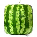 A Package 50 Pieces Seeds Rare Simple Geometric Square Watermelons Seeds Delicious Chinese Fruit Water Melon Seeds Home Garden