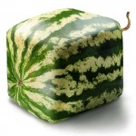 A Package 50 Pieces Seeds Rare Simple Geometric Square Watermelons Seeds Delicious Chinese Fruit Water Melon Seeds Home Garden