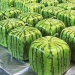 A Package 50 Pieces Seeds Rare Simple Geometric Square Watermelons Seeds Delicious Chinese Fruit Water Melon Seeds Home Garden