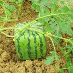 A Package 50 Pieces Seeds Rare Simple Geometric Square Watermelons Seeds Delicious Chinese Fruit Water Melon Seeds Home Garden