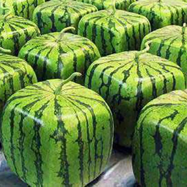 A Package 50 Pieces Seeds Rare Simple Geometric Square Watermelons Seeds Delicious Chinese Fruit Water Melon Seeds Home Garden