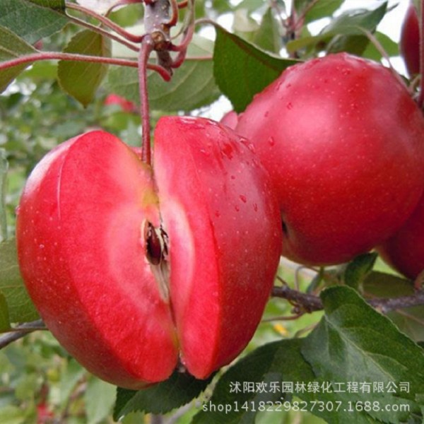 Apple red apple fruit love red meat, potted fruit trees can be planted fruit trees 50 Seeds/Pack