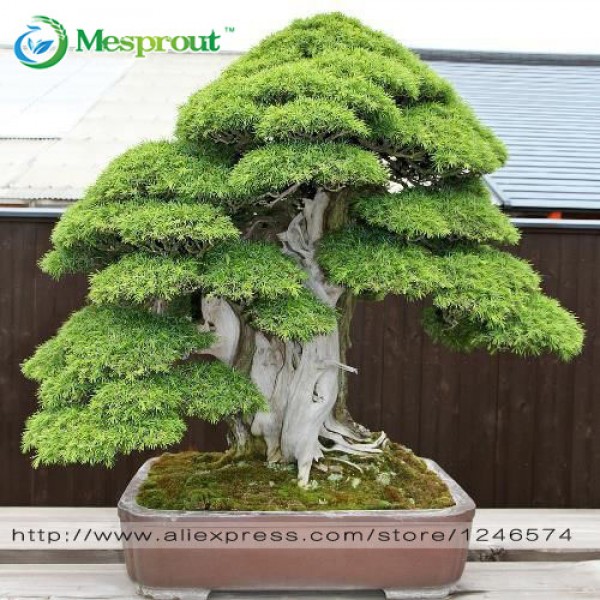 Bonsai seeds 30 pcs Japanese Red Cedar - Cryptomeria japonica seeds - Bonsai Tree Evergreen Bonsai Home gardening, free shipping