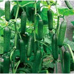 Cucumber Hot selling 30 seeds fruit cucumber ,Cuke , Green,white, red, Cucumber Seeds