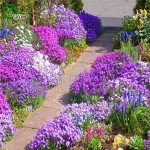 Flower seeds Creeping Thyme Seeds or Blue ROCK CRESS seeds - Perennial Ground cover  garden decoration flower  40pcs AA