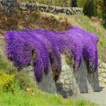 Flower seeds Creeping Thyme Seeds or Blue ROCK CRESS seeds - Perennial Ground cover  garden decoration flower  40pcs AA