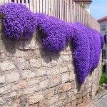 Flower seeds Creeping Thyme Seeds or Blue ROCK CRESS seeds - Perennial Ground cover  garden decoration flower  40pcs AA