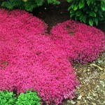 Flower seeds Creeping Thyme Seeds or Blue ROCK CRESS seeds - Perennial Ground cover  garden decoration flower  40pcs AA