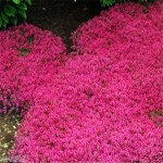 Flower seeds Creeping Thyme Seeds or Blue ROCK CRESS seeds - Perennial Ground cover garden decoration flower 40pcs  AA