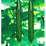 Free shipping 1 Pack 200 Cucumber Seeds Cucumis Sativus Cuke Seeds, Green vegetable Seeds garden supplies