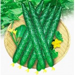 Free shipping 1 Pack 200 Cucumber Seeds Cucumis Sativus Cuke Seeds, Green vegetable Seeds garden supplies