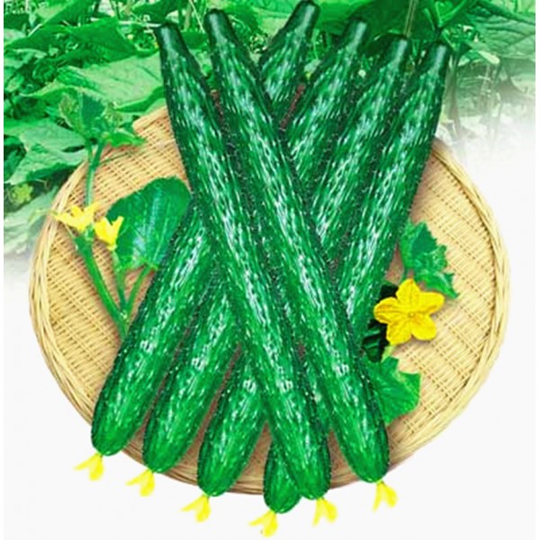 Free shipping 1 Pack 200 Cucumber Seeds Cucumis Sativus Cuke Seeds, Green vegetable Seeds garden supplies